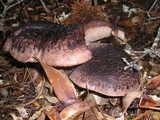 Sarcodon imbricatus image