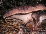 Sarcodon imbricatus image