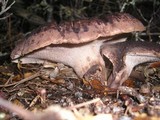 Sarcodon imbricatus image