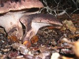 Sarcodon imbricatus image