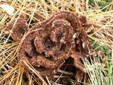 Thelephora terrestris image