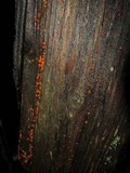 Dacrymyces stillatus image