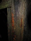 Dacrymyces stillatus image