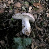 Russula cyanoxantha image