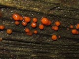 Dacrymyces stillatus image