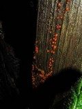 Dacrymyces stillatus image