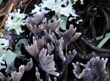 Thelephora palmata image