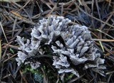 Thelephora palmata image