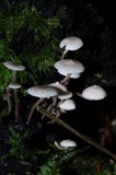 Collybia cirrhata image