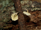 Hemimycena candida image