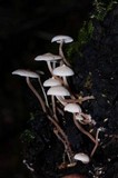 Collybia cirrhata image