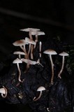Collybia cirrhata image