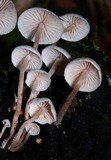 Collybia cirrhata image