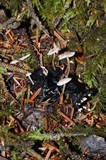 Collybia cirrhata image