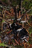 Collybia cirrhata image