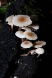 Collybia cirrhata image