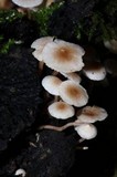 Collybia cirrhata image