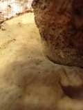 Leccinum manzanitae image