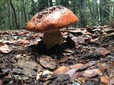 Leccinum manzanitae image