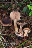 Tricholoma imbricatum image