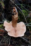Tricholoma imbricatum image