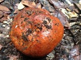 Leccinum manzanitae image