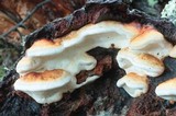 Fomitopsis mounceae image