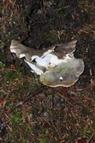 Albatrellus flettii image
