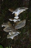Albatrellus flettii image