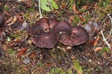 Sarcodon imbricatus image