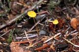 Mycena oregonensis image