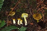 Tricholoma subsejunctum image