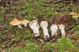 Cortinarius caperatus image