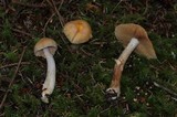 Cortinarius caperatus image