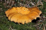 Cantharellus formosus image