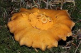 Cantharellus formosus image