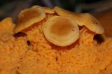 Cantharellus formosus image