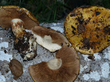 Cortinarius xanthodryophilus image