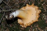 Cantharellus formosus image