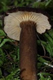 Lactarius fallax var. concolor image