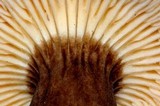 Lactarius fallax var. concolor image