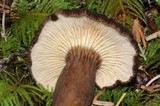 Lactarius fallax var. concolor image