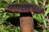 Lactarius fallax var. concolor image