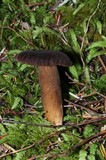 Lactarius fallax var. concolor image