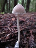 Psathyrella longipes image