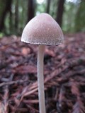 Psathyrella longipes image