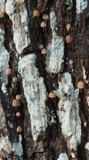 Mycena corticola image