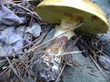 Suillus grevillei image