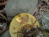 Suillus grevillei image