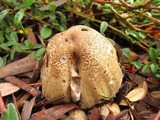 Coprinopsis romagnesiana image